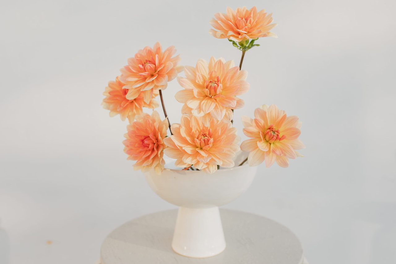 Daalia Yvonne, Loukykvět