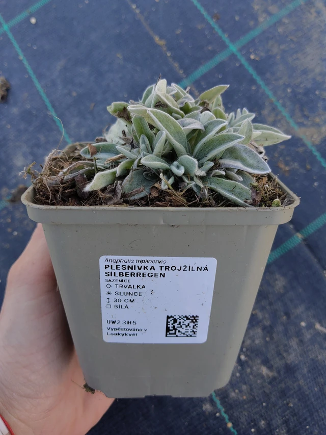 Anaphalis Silberregen - 27. 3. 2026