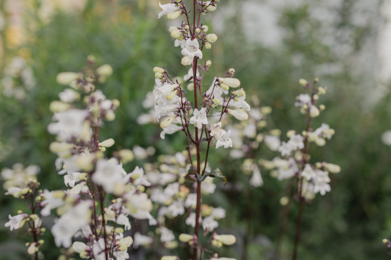 Sormipipo Mystica, Loukykvět