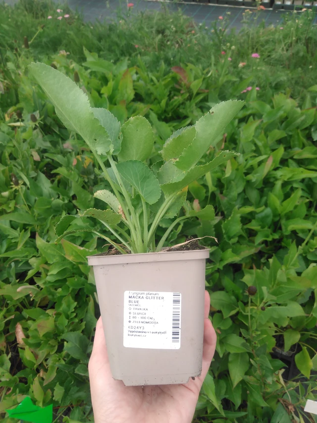 Eryngium Glitter Blue - 2024