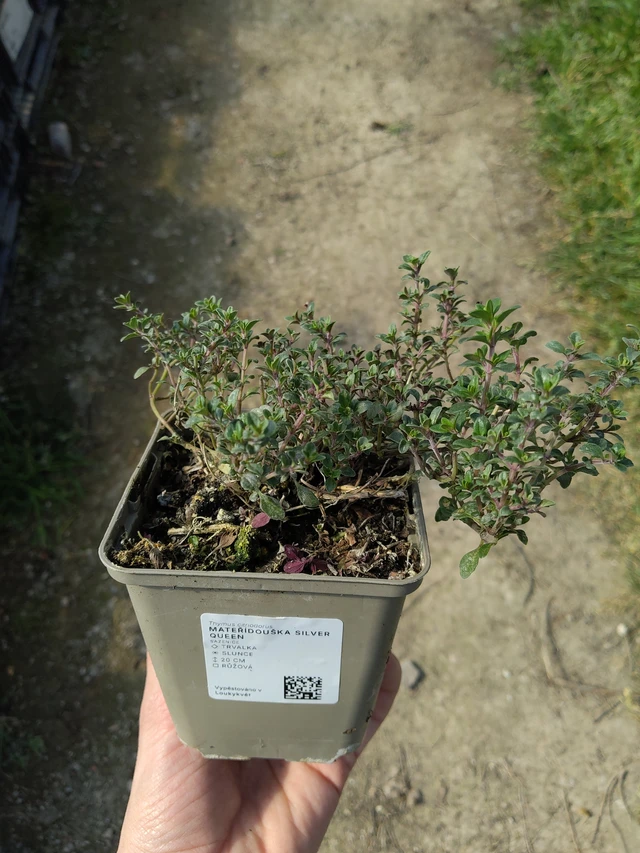 Sitruuna-ajuruoho Silver Queen - 27. 3. 2026