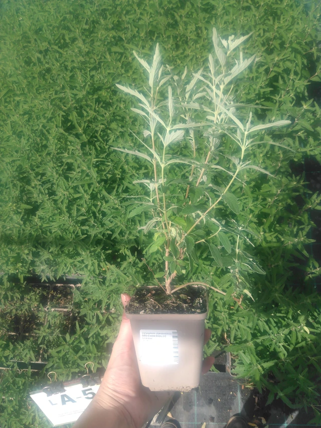 Siniparta Stephi - 2024