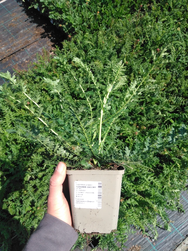 Reina de los prados - 13. 5. 2025