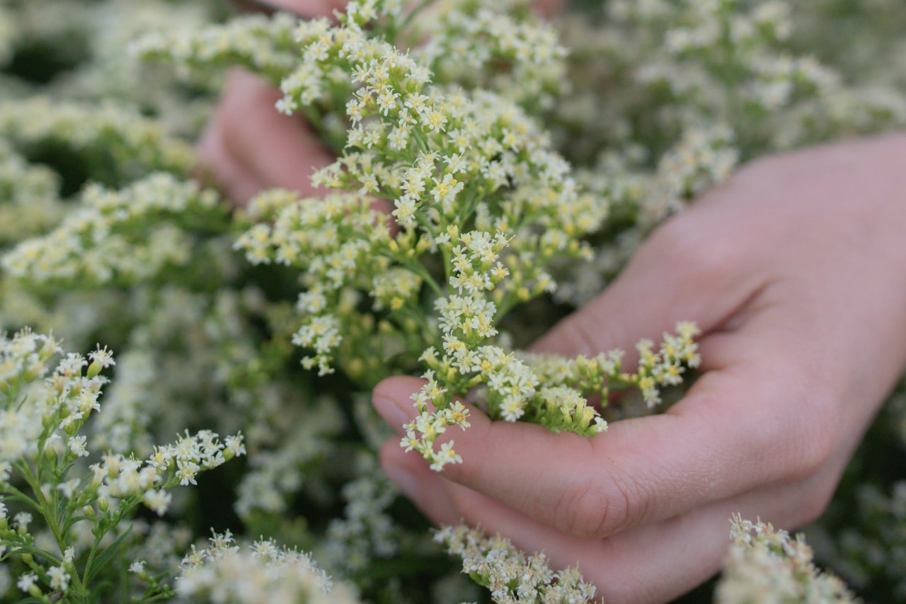 Piisku Moonlight Glory, Loukykvět