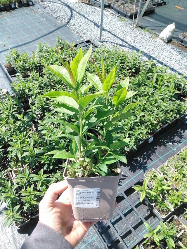 Kiiltoleimu Duchess of York - 13. 5. 2025