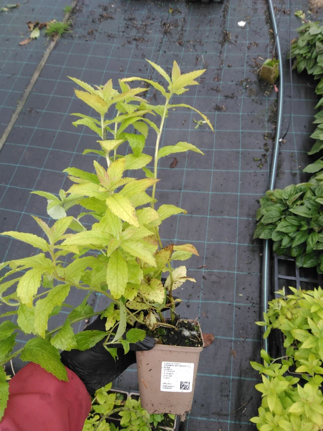 Maitokello Alba - 23. 10. 2025