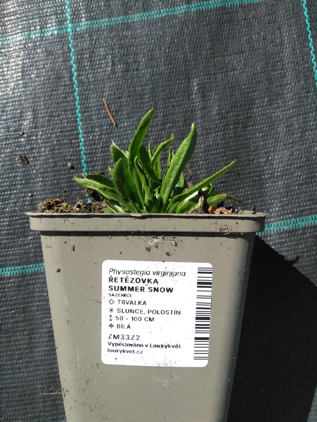 Kellopeippi Summer Snow - 3. 4. 2025