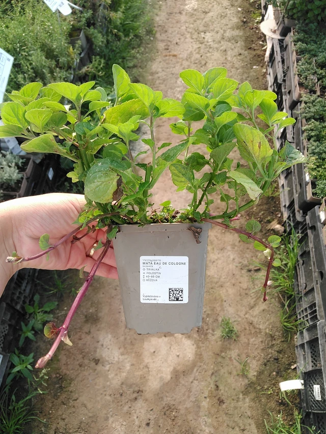 Minttu Eau de Cologne - 19. 8. 2025