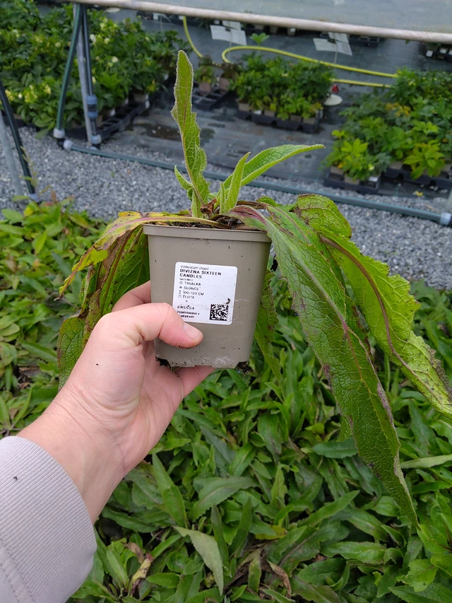 Gordolobo Sixteen Candles - 10. 10. 2025