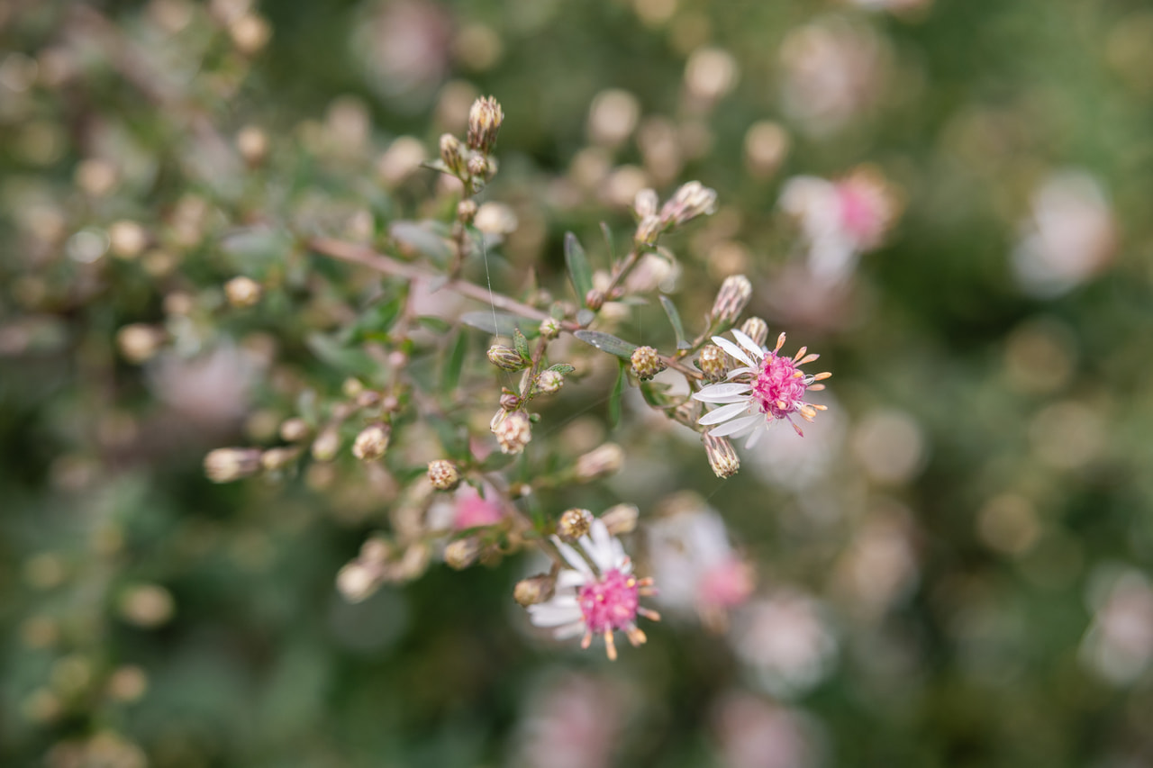 Asteri Lady in Black, Loukykvět