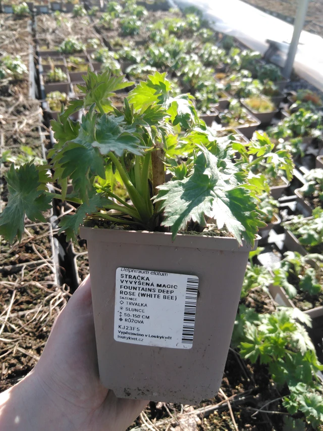 Delphinium Magic Fountains Deep Rose (White Bee) - 3. 4. 2025