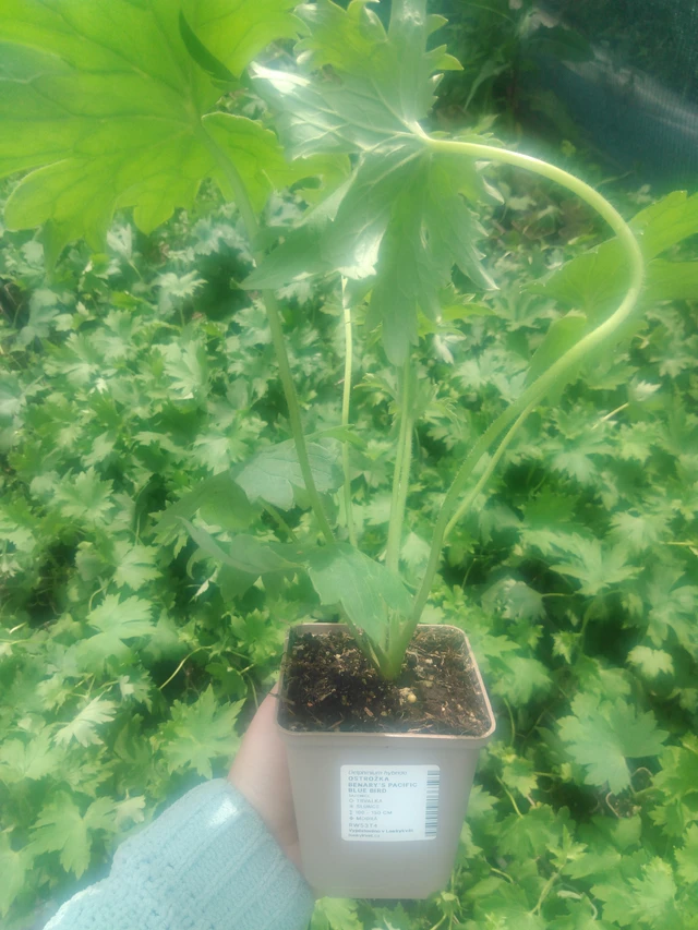 Ritarinkannus Benary’s Pacific Blue Bird - 2024