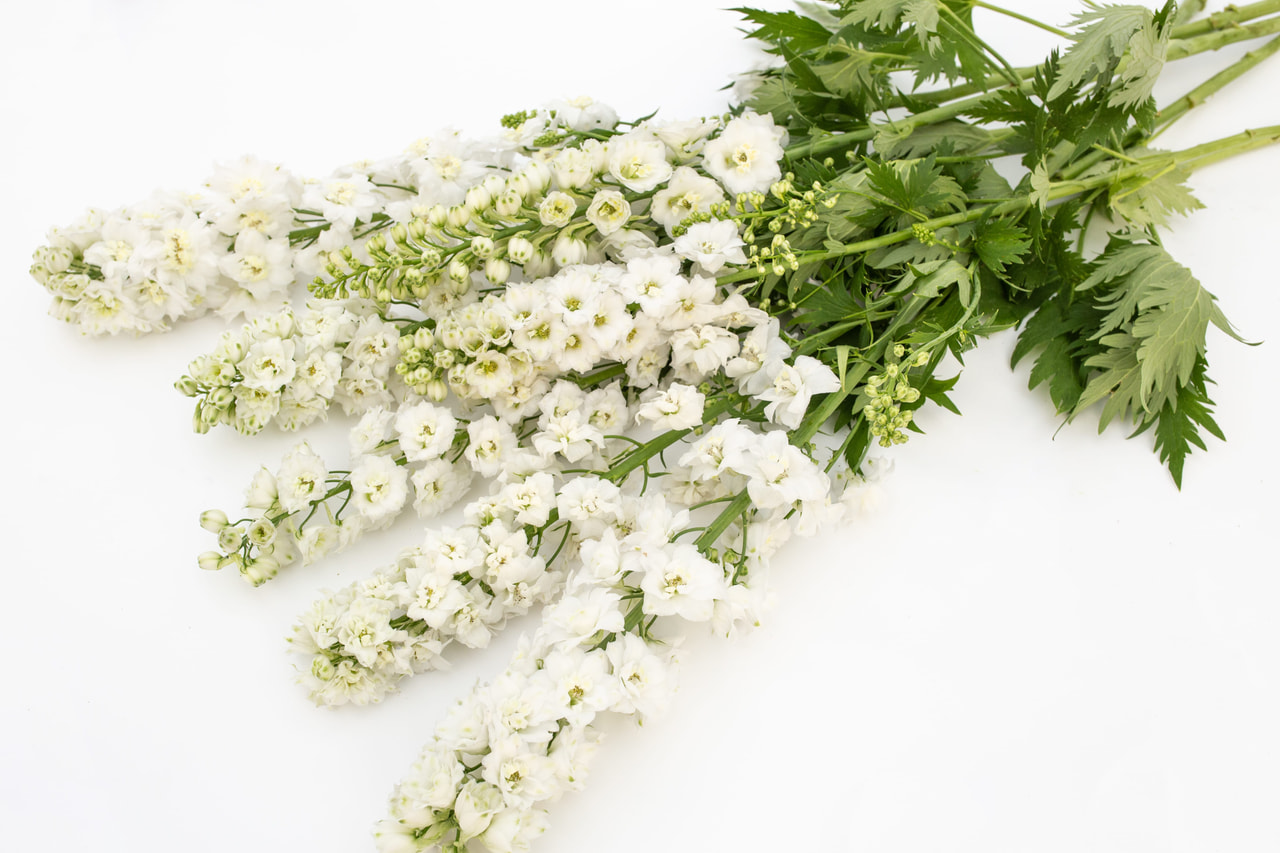 Delphinium Magic Fountains Pure White, Loukykvět