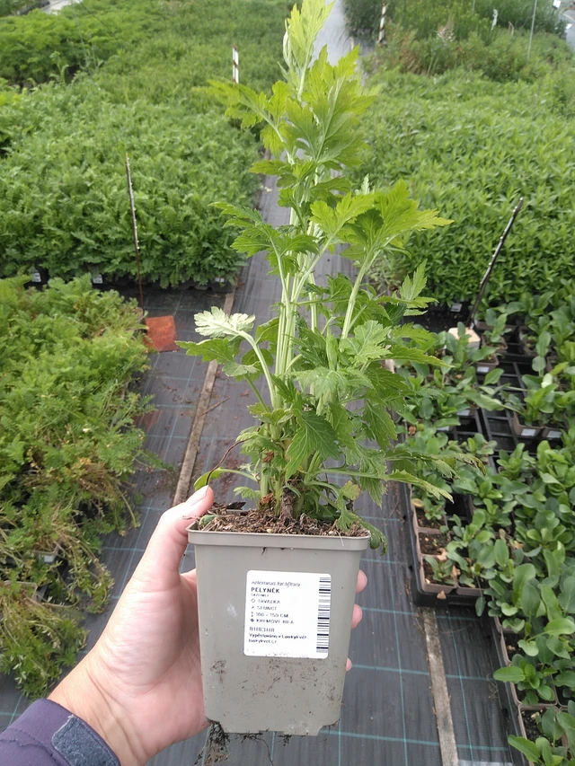 Artemisa - 11. 7. 2025