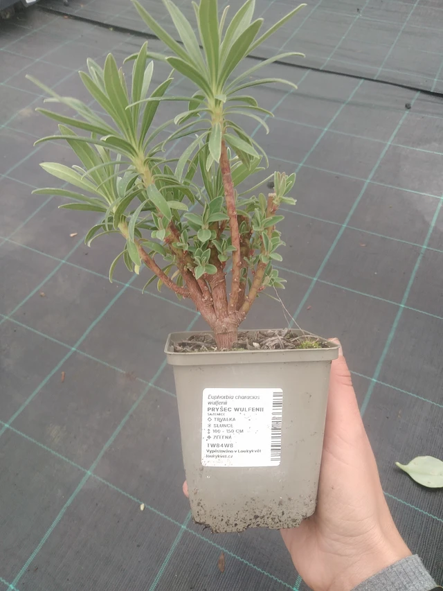 Euphorbia Wulfenii - 10. 10. 2025