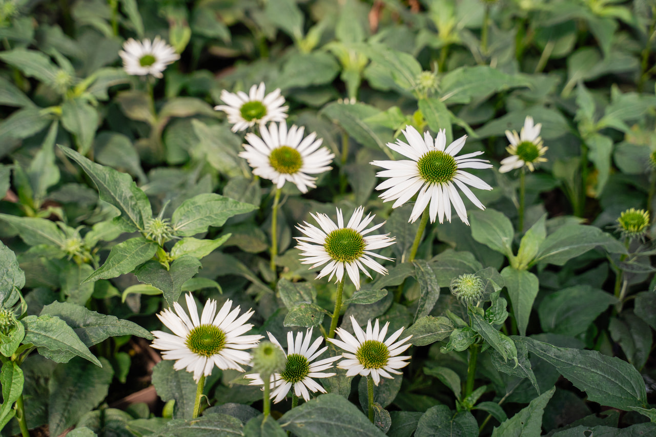 Punahattu Virgin, Loukykvět