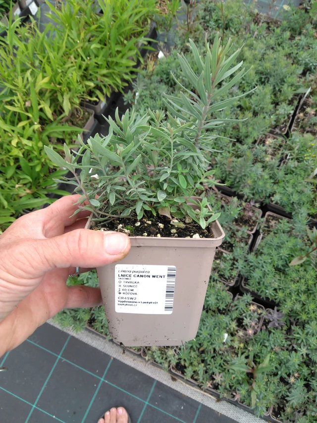 Purppurakannusruoho Canon Went - 2024