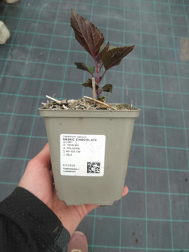 Eupatorio Chocolate - 3. 6. 2026