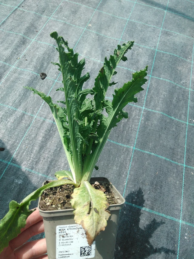 Idänunikko Coral Reef - 24. 6. 2025