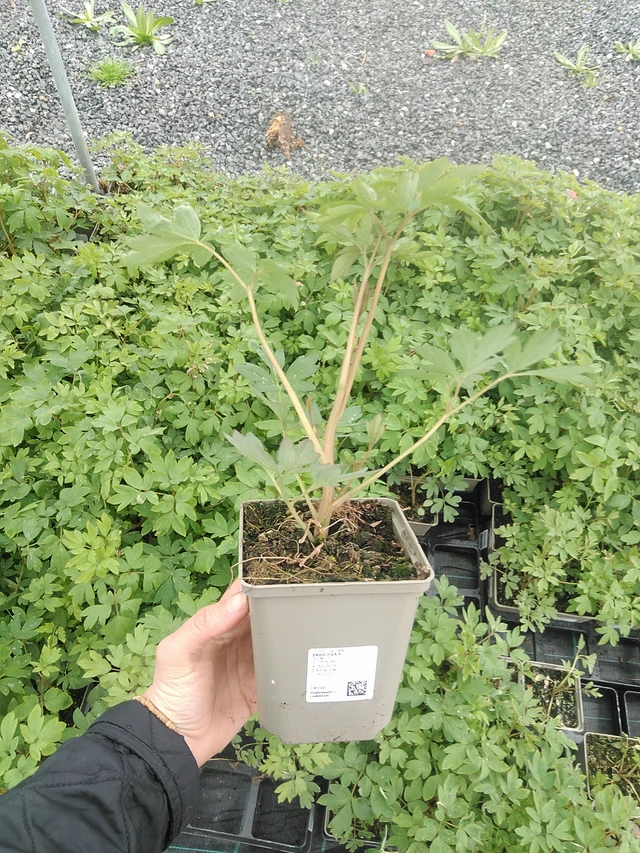 Särkynytsydän - 20. 4. 2026