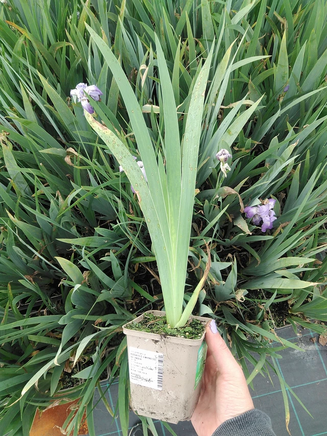 Kurjenmiekka Empress of India - 9. 6. 2025