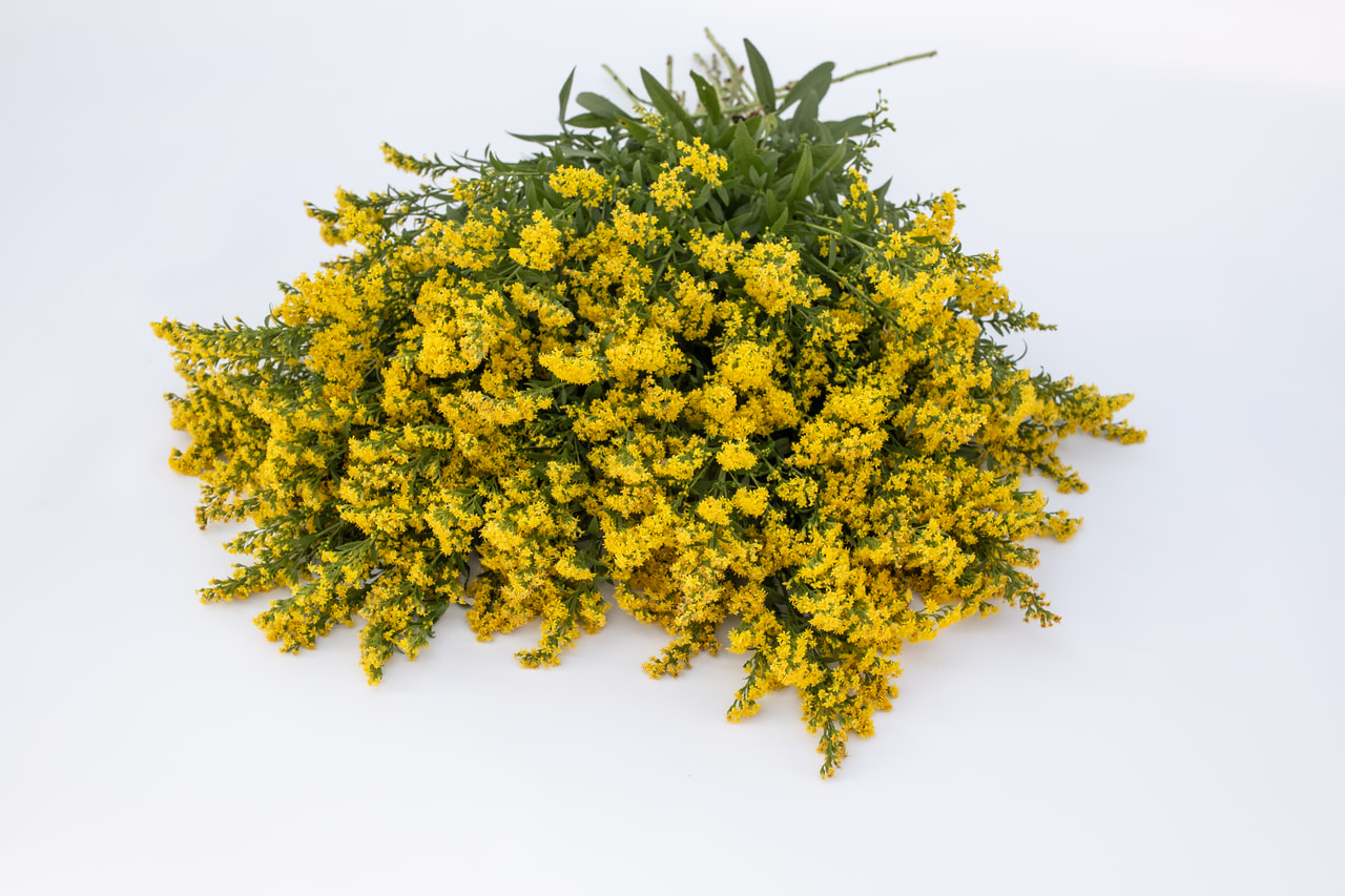 Piisku Golden Glory, Loukykvět