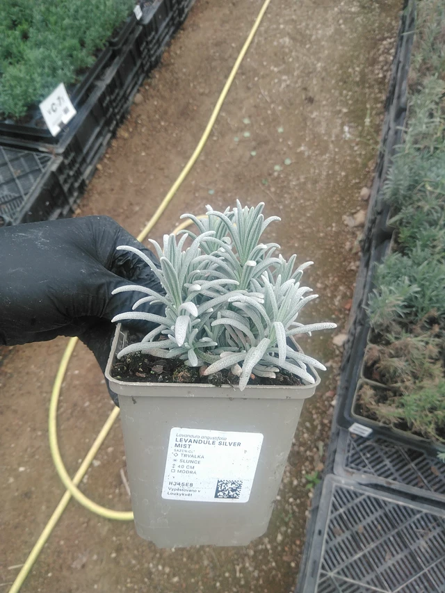 Laventeli Silver Mist - 10. 9. 2025