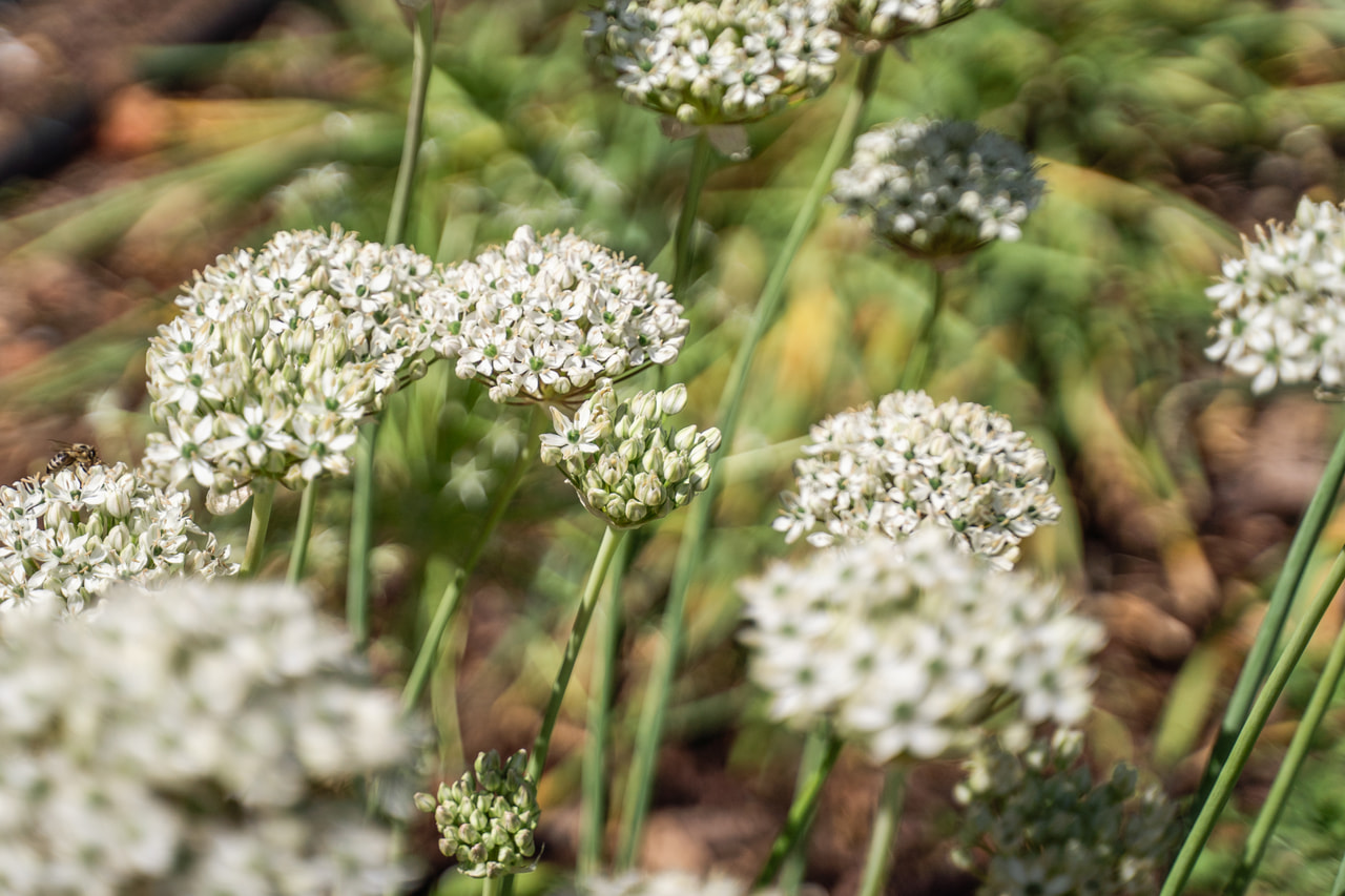 Allium nigrum, Loukykvět