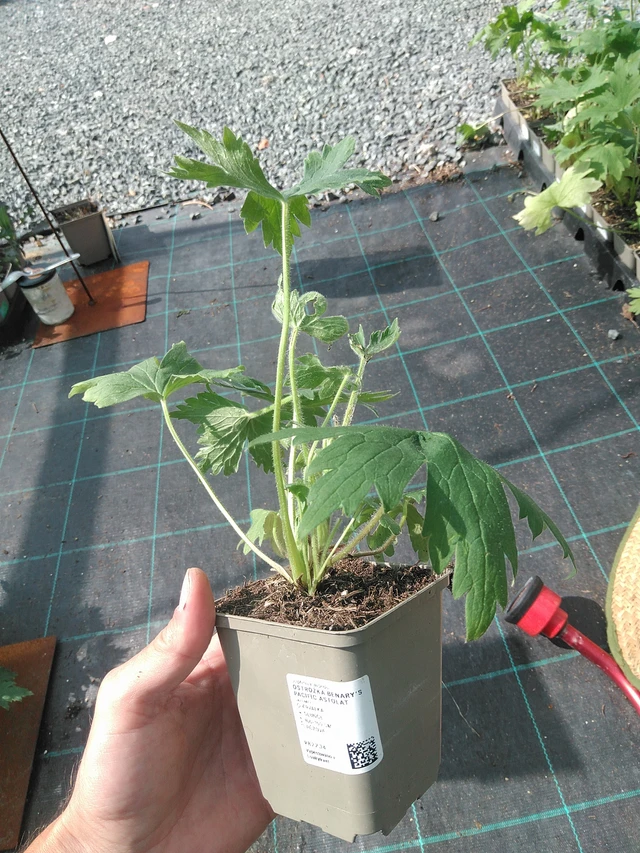 Ritarinkannus Benary’s Pacific Astolat - 24. 6. 2025