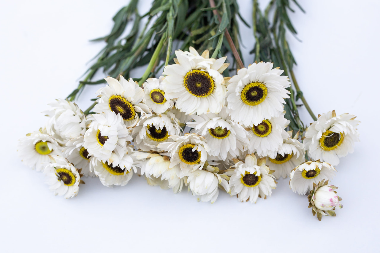 Paperikukka Pierrot White, Loukykvět