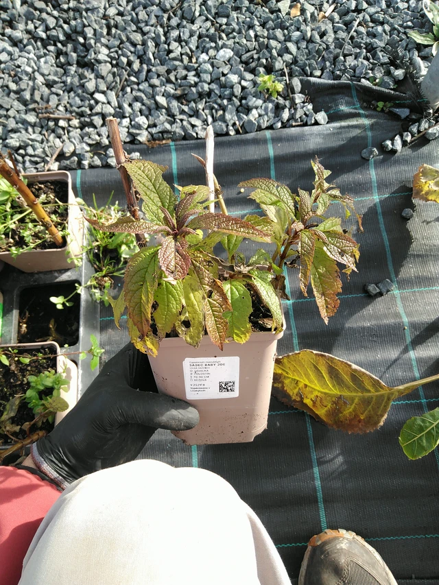 Punalatva Baby Joe - 31. 10. 2025