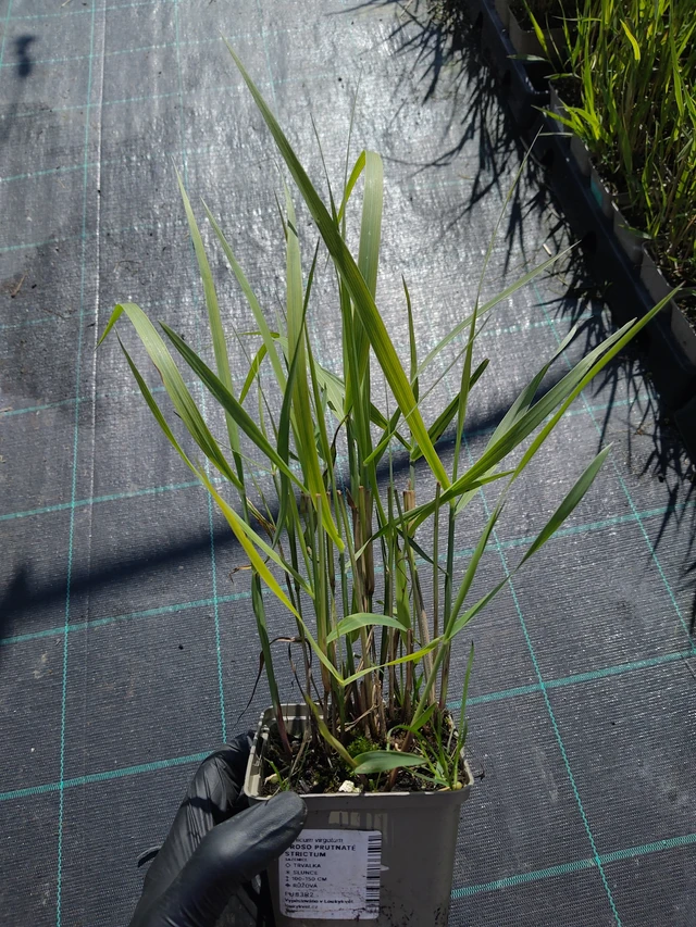 Virginianhirssi Strictum - 11. 9. 2025