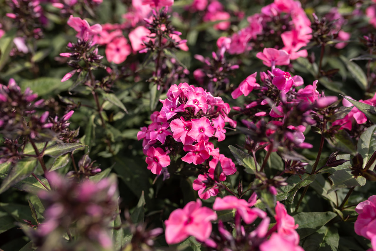 Syysleimu Sweet Summer Dream, Loukykvět