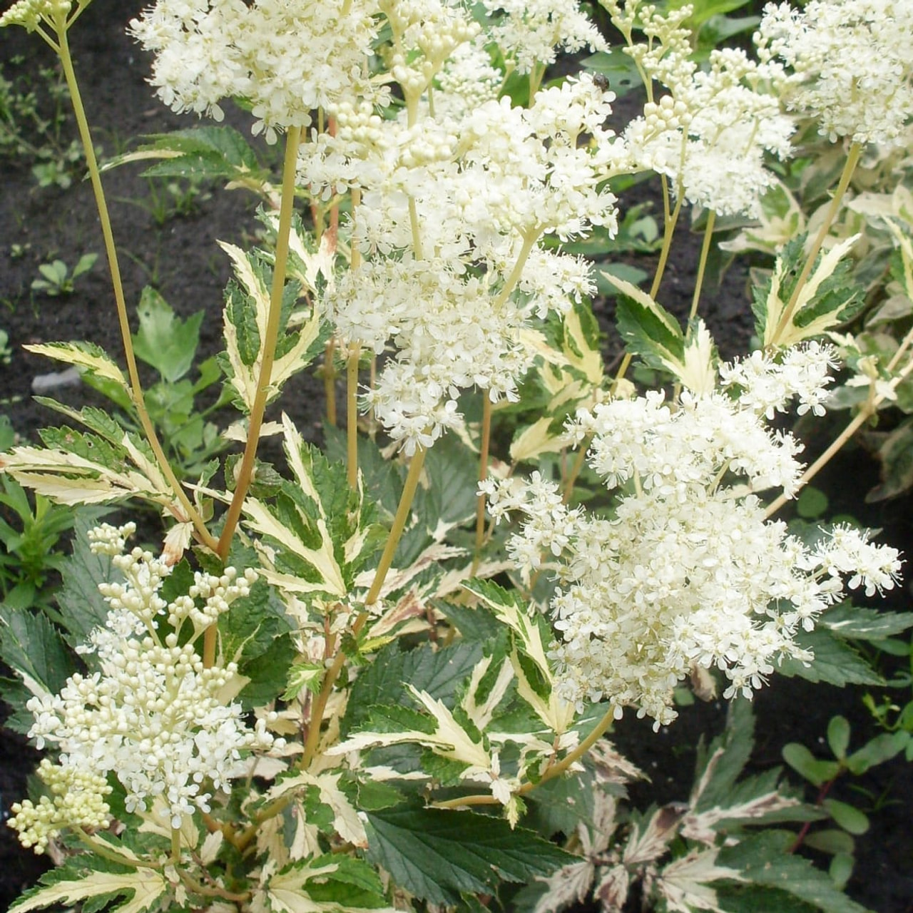 Filipendula Variegata, Loukykvět