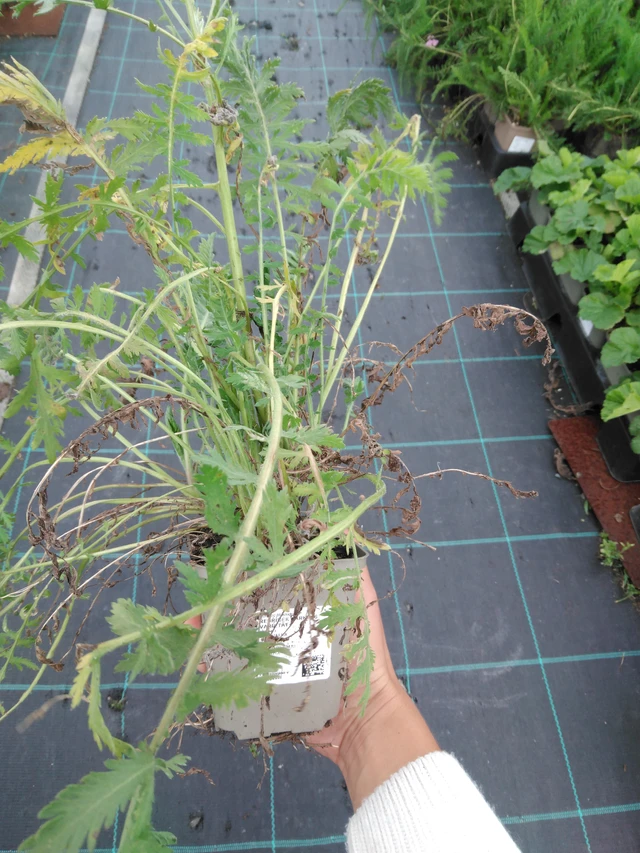 Siankärsämö Parkers Varietät - 11. 9. 2025