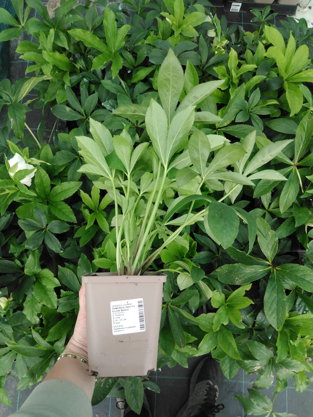 Jouluruusu Pretty Ellen White - 2024