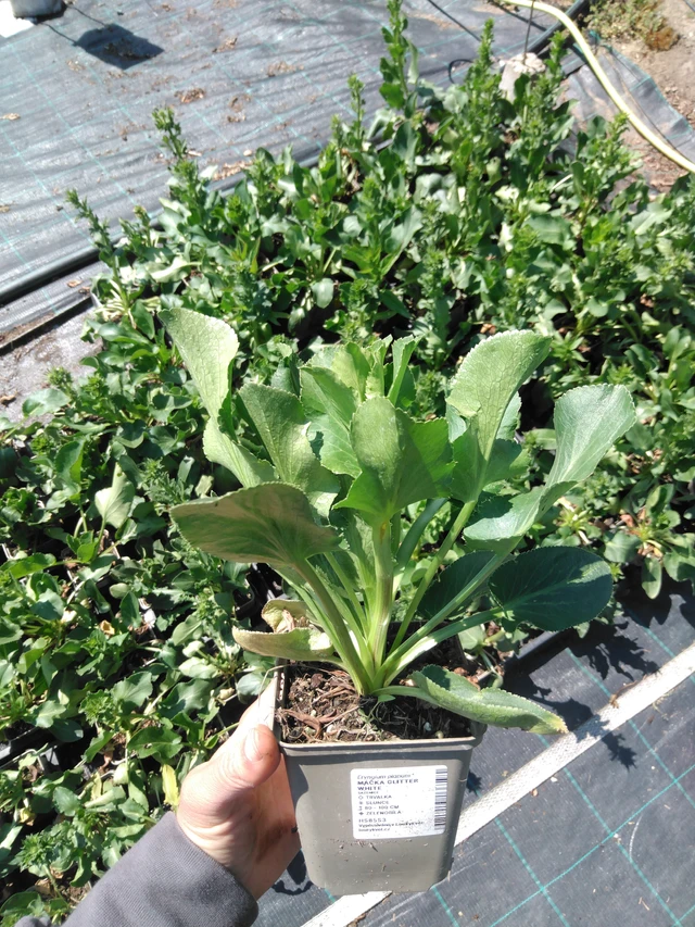 Eringio Glitter White - 13. 5. 2025