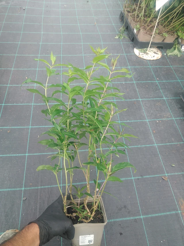 Leimu Minnehaha - 10. 9. 2025