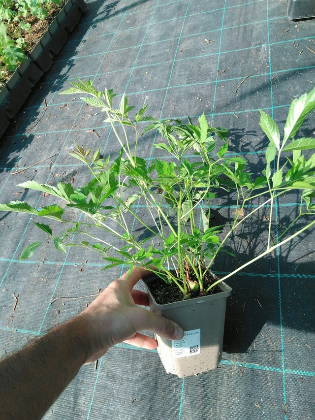 Jaloangervo Peaches and Cream - 19. 8. 2025