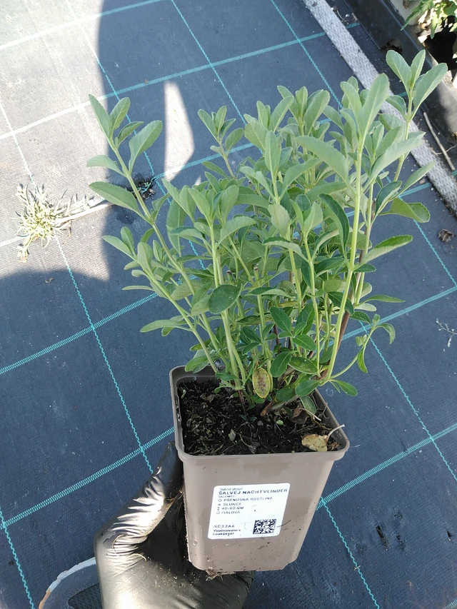 Salvia Nachtvlinder - 19. 8. 2025