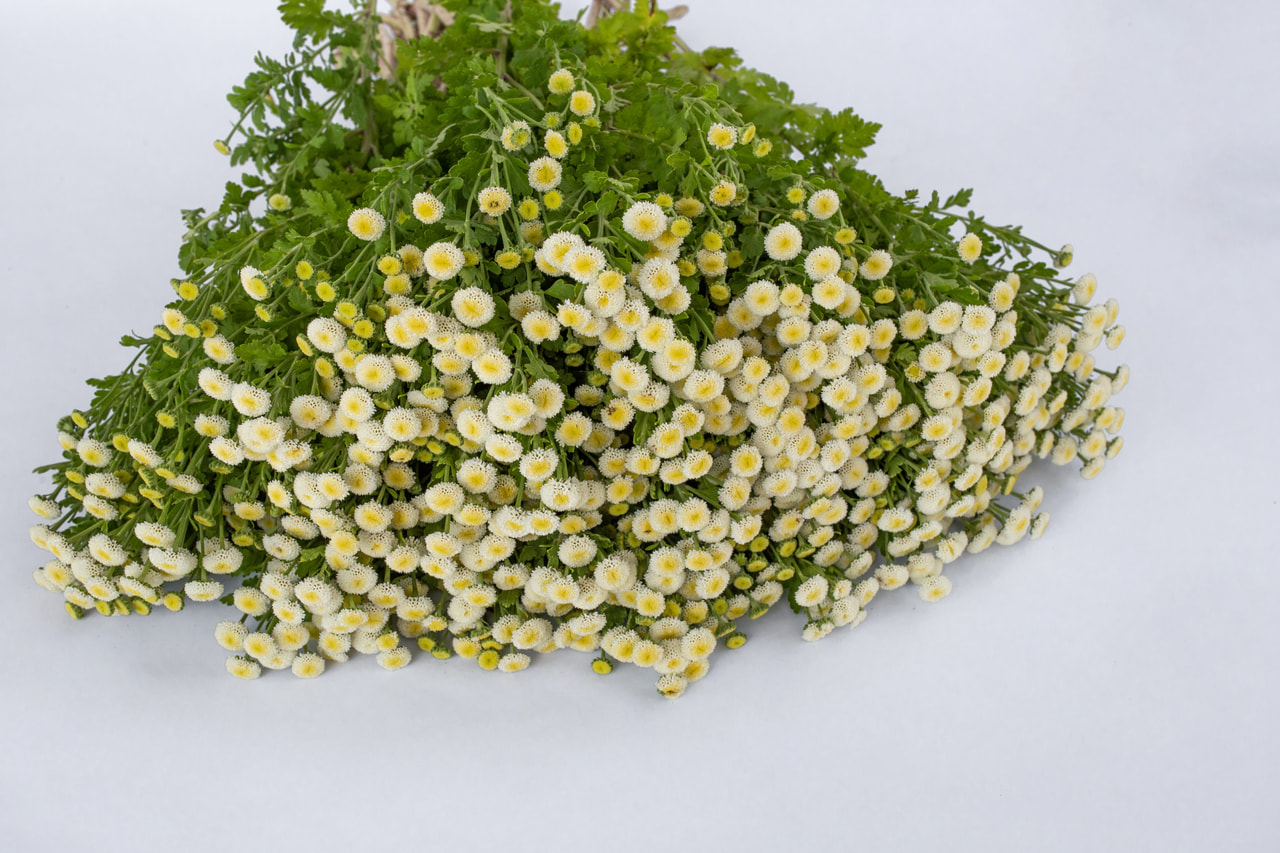 Matricaria Lima, Loukykvět