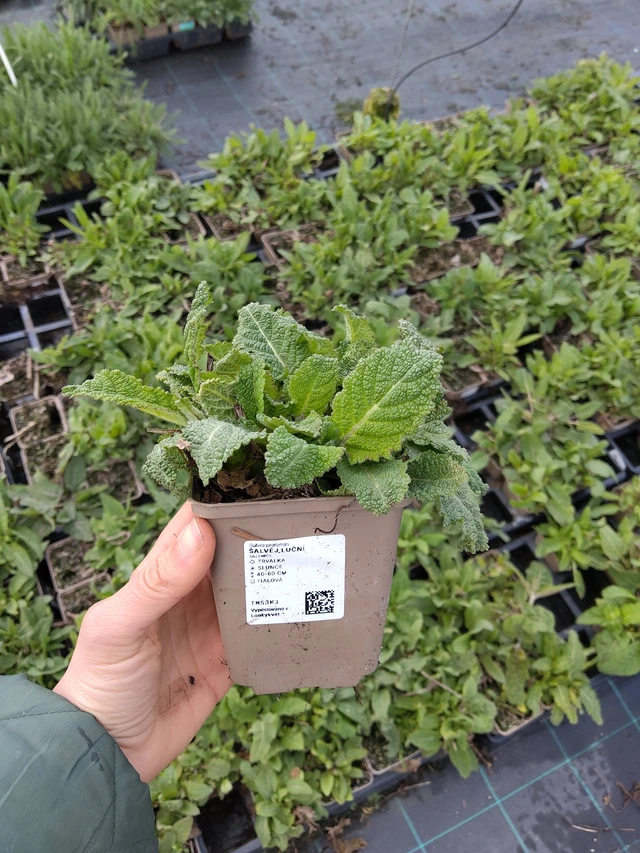 Aassalvei - 21. 4. 2026