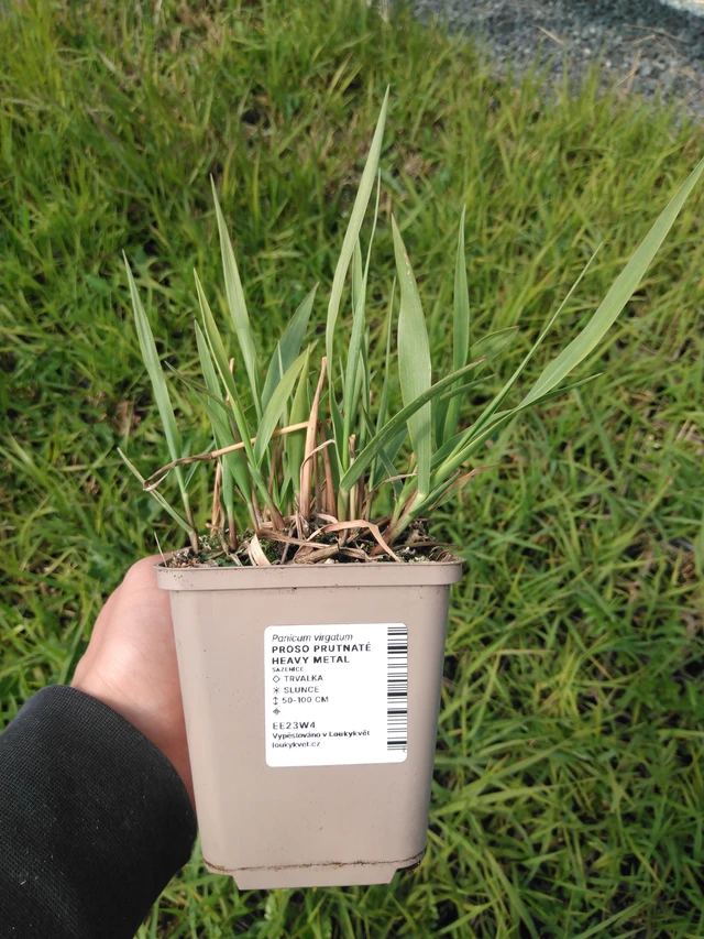 Virginianhirssi Heavy Metal - 13. 5. 2025