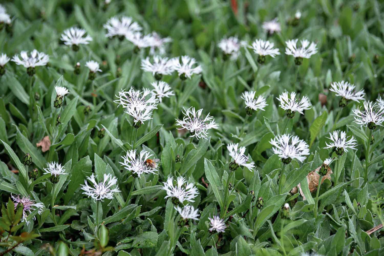 Kaunokki Alba, Loukykvět