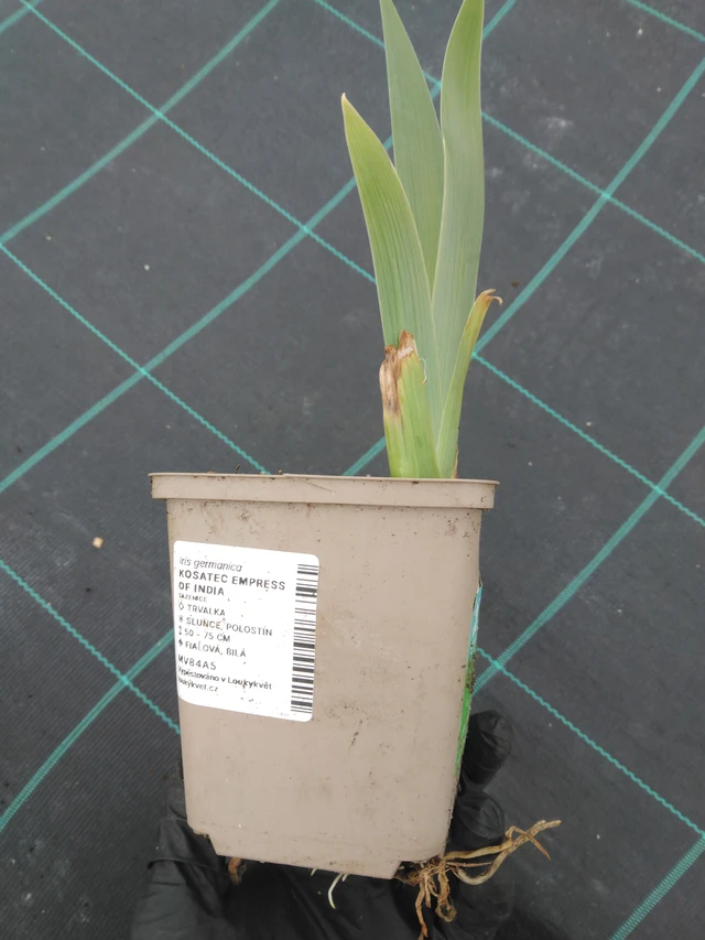 Kurjenmiekka Empress of India - 1. 4. 2026