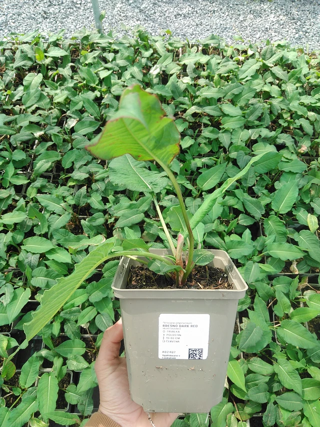 Tatar Dark Red - 9. 6. 2025