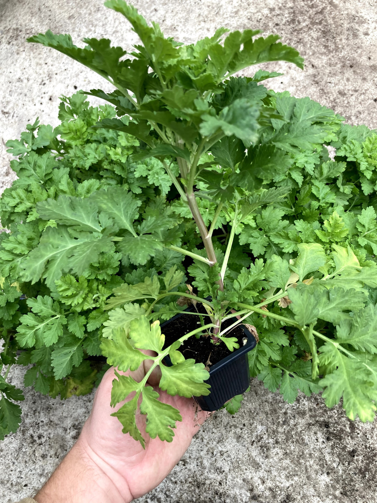 Reunuspietaryrtti Crown White, Loukykvět