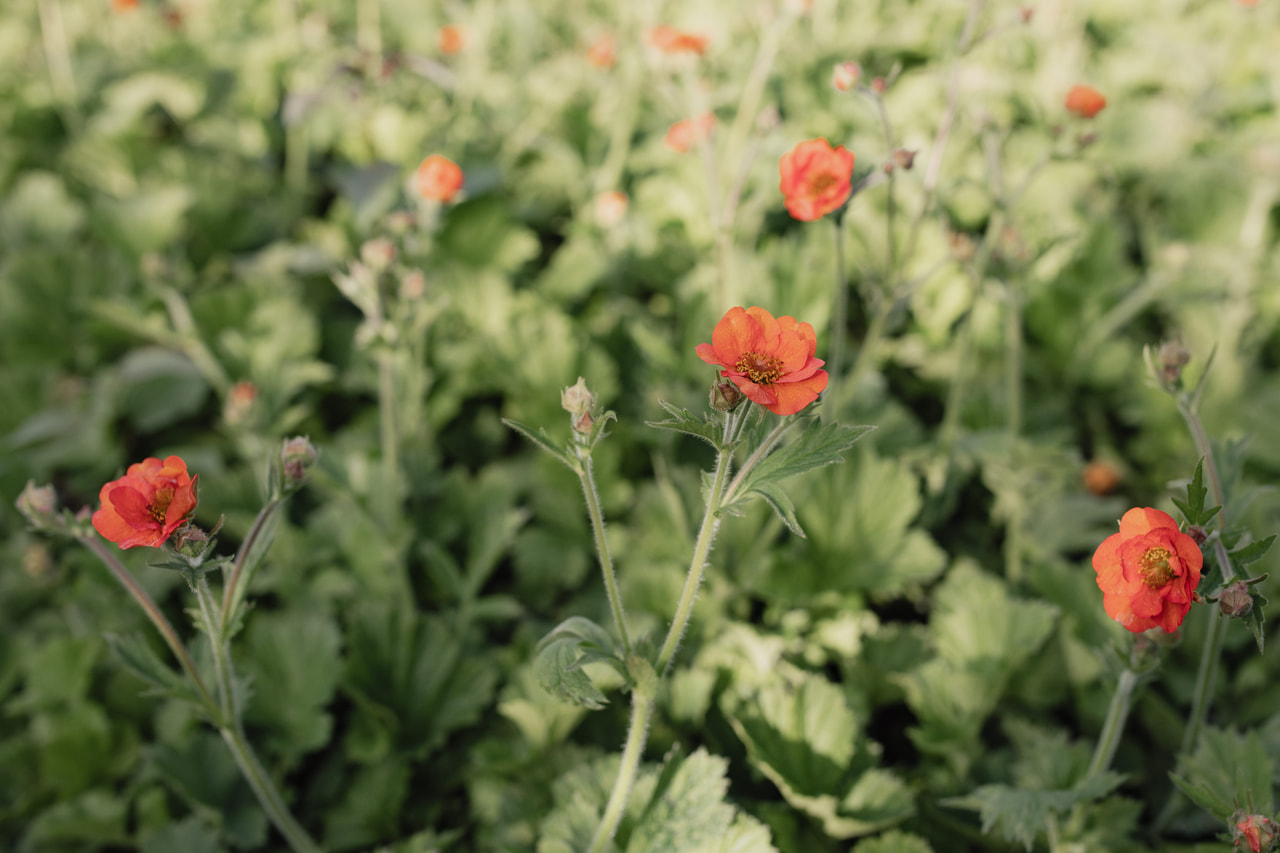 Geum Tempest Scarlet, Loukykvět