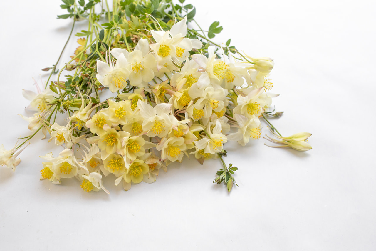 Aguileña Kristall, Loukykvět