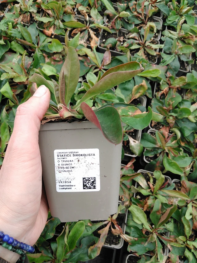 Hopeaikiviuhko - 9. 6. 2025